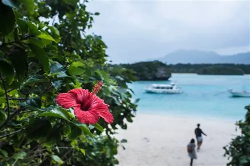 О планах на Гавайи в этом году