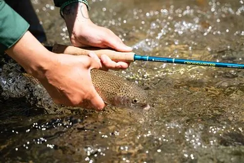 Школа нахлыста Far Bank предлагает первый сезон бесплатных обучающих видео