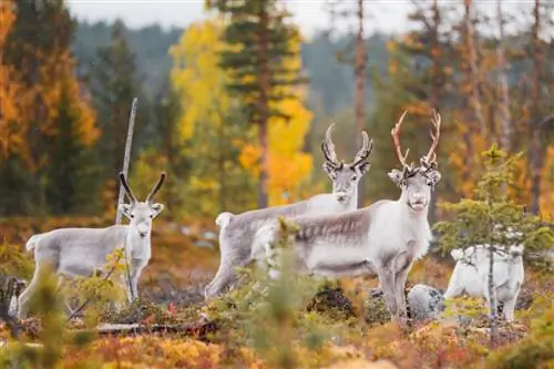 Пункт назначения: Финская Лапландия, Финляндия