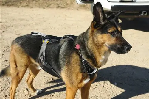 Одежда для собак Ruffwear: Предотвращение дрессировки собак в поездках