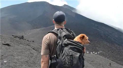 Пересадка с собакой