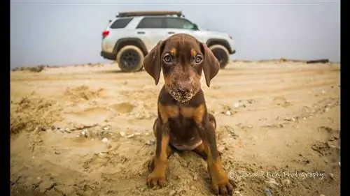 Испытано в полевых условиях: товары для собак Ruffwear для K9 Overlander