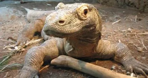 Национальный парк Комодо, Индонезия