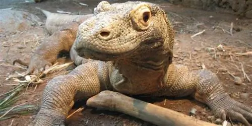 Национальный парк Комодо, Индонезия