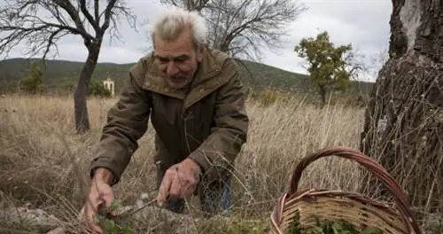 Гиперместный греческий ингредиент, который одновременно полезен и вкусен