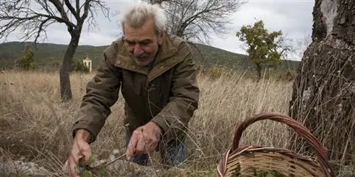 Гиперместный греческий ингредиент, полезный и вкусный