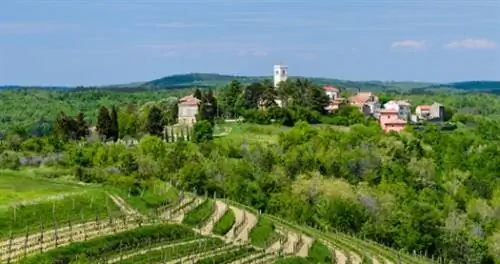 Чему научился кулинарный писатель, пируя с фермы на стол в Истрии