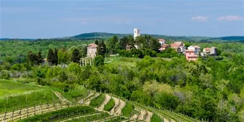 Чему научился кулинарный писатель, обедая с фермы на стол в Истрии