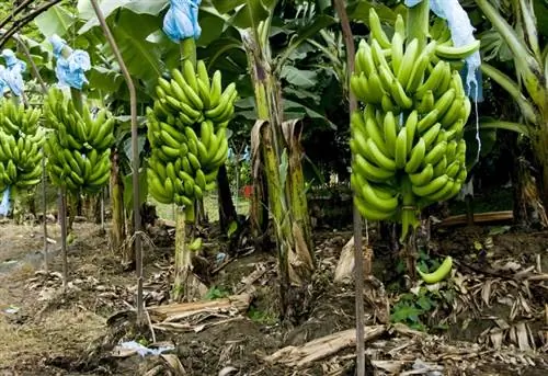 Гватемала. Изабаль. Банановая плантация.