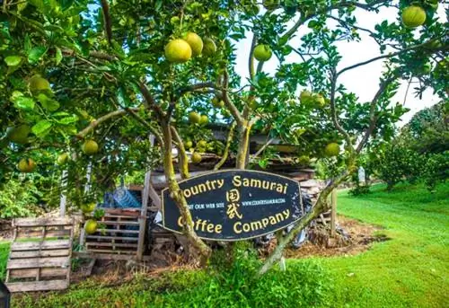 На ферме Country Samurai Coffee Farm есть несколько частных фруктовых деревьев, таких как это дерево помело.