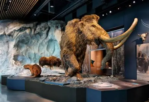 Выставка Музея Белла, Миннеаполис, Миннесота