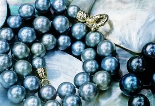 Жемчуг Роберта Вана, крупнейший производитель и ювелир из черного жемчуга. Гамбье и Папеэте. Таити. Французская Полинезия