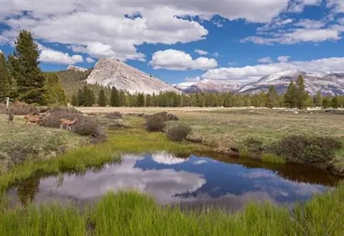 Олени-мулы пасутся на лугах Туолумне возле купола Лемберта, национальный парк Йосемити, объект всемирного наследия ЮНЕСКО, Калифорния, Соединенные Штаты Америки, Северная Америка
