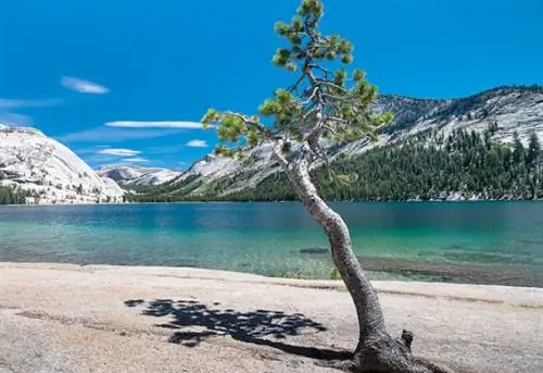Дерево на озере Теная, национальный парк Йосемити, Калифорния, США