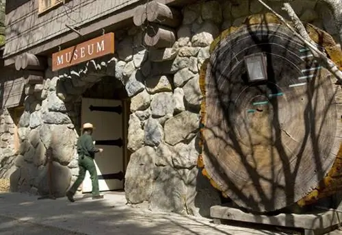 Гигантская секвойя с возрастными кольцами перед Йосемитским музеем Йосемитский национальный парк, Калифорния.