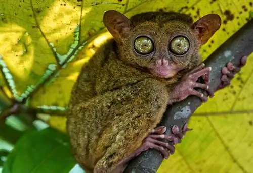 Небольшое ночное животное долгопят с неподвижными круглыми глазами на ветке дерева.