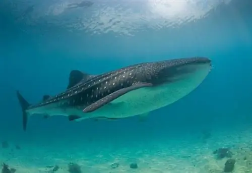 Китовая акула (Rhincodon typus), Южный Лейте, Филиппины, Юго-Восточная Азия