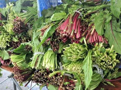 Фермерский рынок Стоунстауна