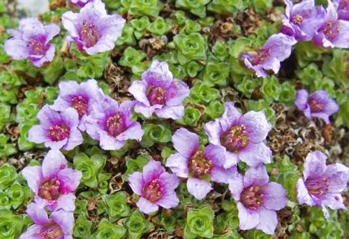 Крупный план пурпурной горной камнеломки Saxifraga oppositifolia поздней весной на юго-востоке Аляски, США, Тихий океан.