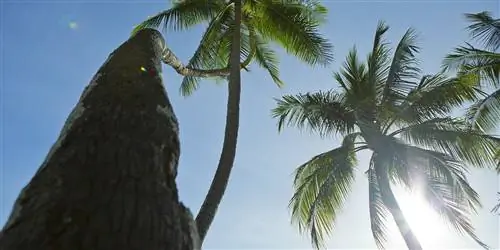 Жизнь на медленном переулке на Таити