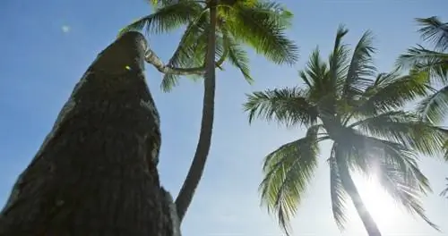 Жизнь в медленном переулке на Таити