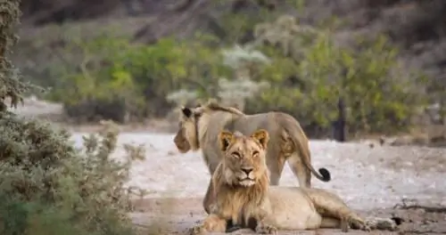 Близкие встречи диких животных в пустыне Намибии