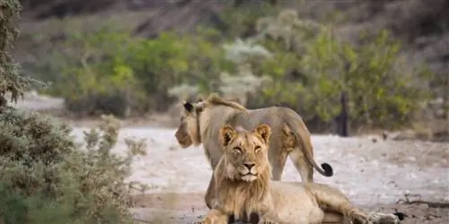 Близкие встречи диких животных в пустыне Намибии