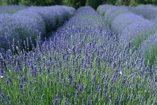 Посетите фестиваль Lavendar Festival & Summer Arts 16-17 июля.