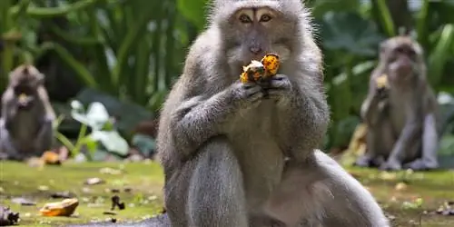 Из-за отсутствия туристов голодные обезьяны на Бали совершают набеги на деревни