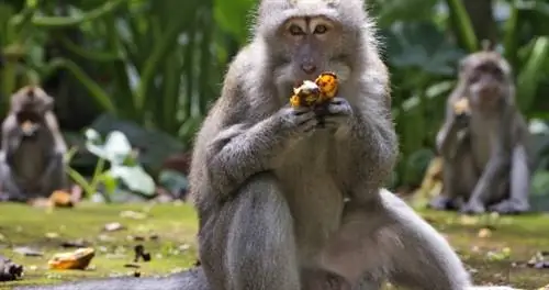 Без туристов, чтобы запугивать, голодные обезьяны Бали совершают набеги на деревни