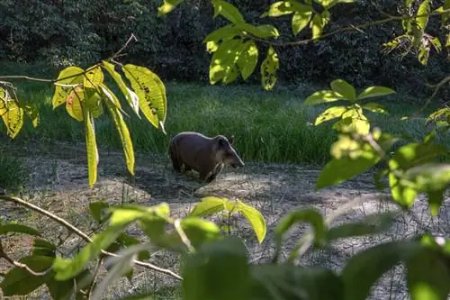 Тапиры, когда-то вымершие на местном уровне, были вновь завезены в заповедник.