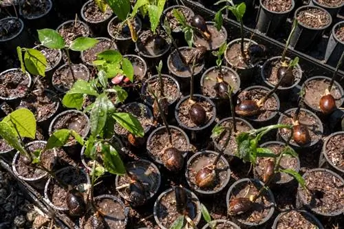 Саженцы в одном из многочисленных питомников заповедника.