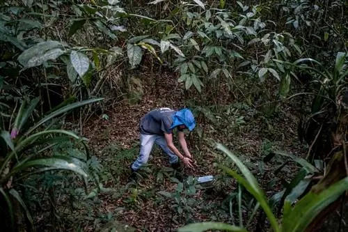 Ученые Earthwatch ловят и выпускают животных в Атлантическом лесу.