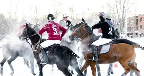 Snow Polo: самый блестящий вид спорта, о котором вы никогда не слышали