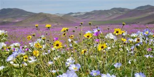 В Южной Калифорнии ожидается еще одно «суперцветение»