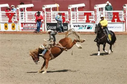 Посетите в июле для Calgary Stampede.