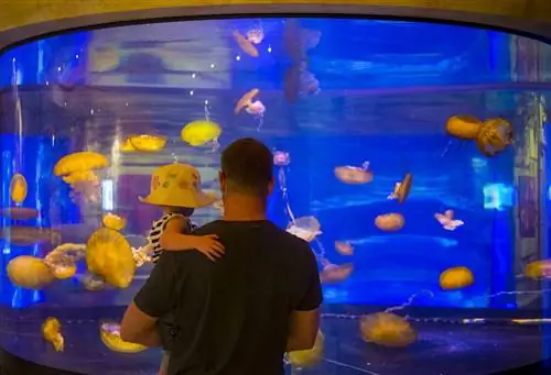 В Вегасе вы найдете больше, чем просто карточных акул: в океанариуме Shark Reef Aquarium в Мандалай-Бэй представлены 15 видов акул среди многочисленных морских животных. В Вегасе вы найдете больше, чем просто карточных акул: в океанариуме Shark Reef Aquarium в Мандалай-Бэй представлены 15 видов акул среди многочисленных морских животных.