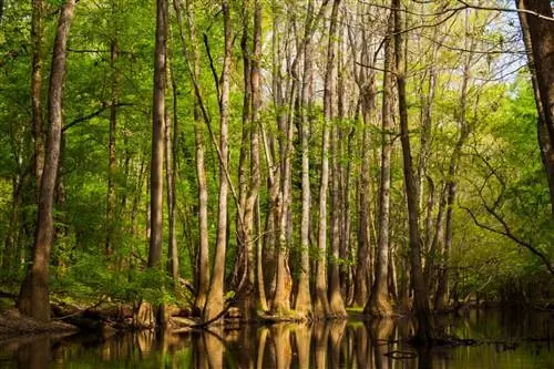 Национальный парк Конгари находится в ожидании недалеко от Колумбии.