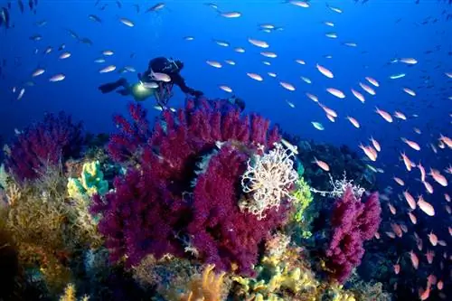 Дайверы обнаружат косяки рыб и остатки древних кораблей вокруг острова Джаннутри.