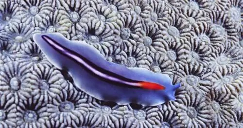 5 советов по ответственному исследованию рифов