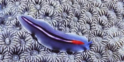 5 советов по ответственному исследованию рифов