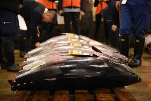 Аукцион тунца Цукидзи.