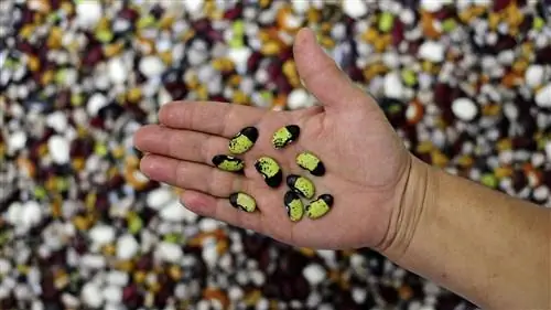 В глобальном хранилище семян на Шпицбергене хранится около 5 000 сортов семян сельскохозяйственных культур со всего мира.