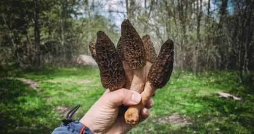 8 свежих и ароматных весенних блюд, ради которых стоит отправиться в путешествие