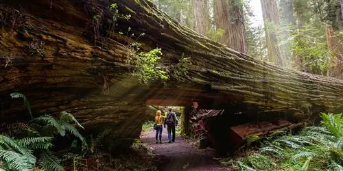 Откройте для себя величественные гигантские деревья Калифорнии - без толпы