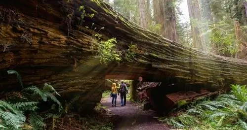 Откройте для себя почтенные гигантские деревья Калифорнии - без толпы