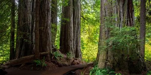 Роща Титанов в парке Редвуд в Северной Калифорнии теперь открыта для публики