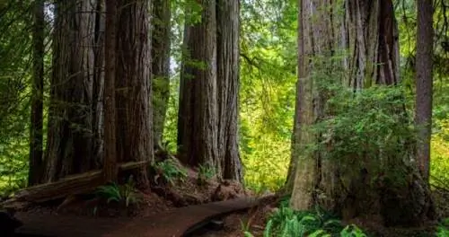 Роща Титанов в парке Редвуд в Северной Калифорнии теперь открыта для публики