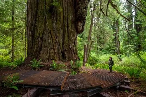 Поднятые пешеходные дорожки позволяют посетителям увидеть рощу секвойи вблизи, не вытаптывая подлесок.