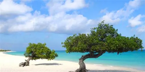 Карибские острова ABC